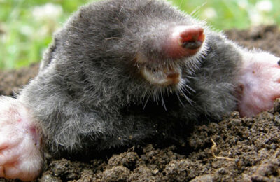 Happen, varen, mollen vangen