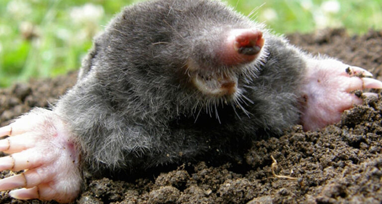 Happening, Segeln, Maulwürfe fangen